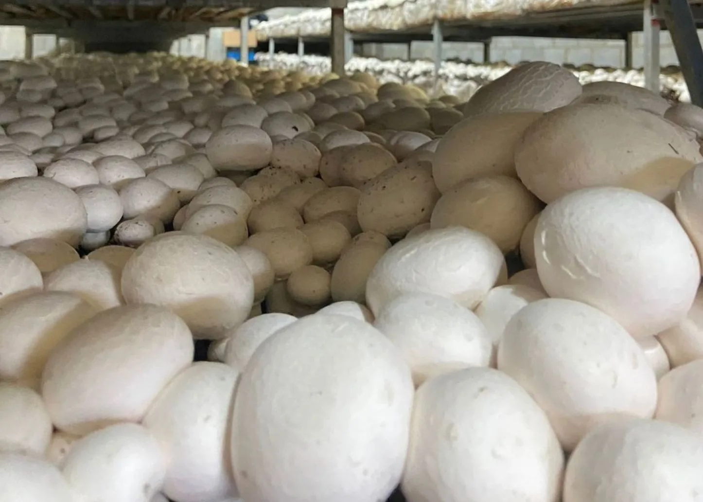 Mushroom casing and custom mixes