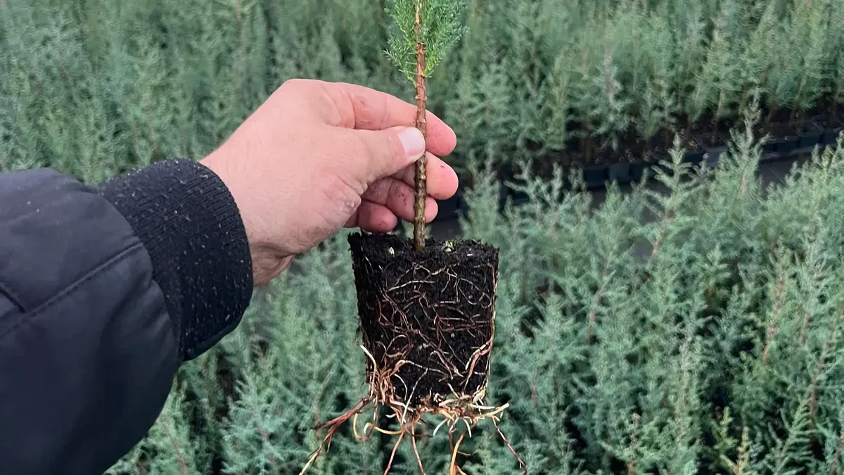 Nursery stock