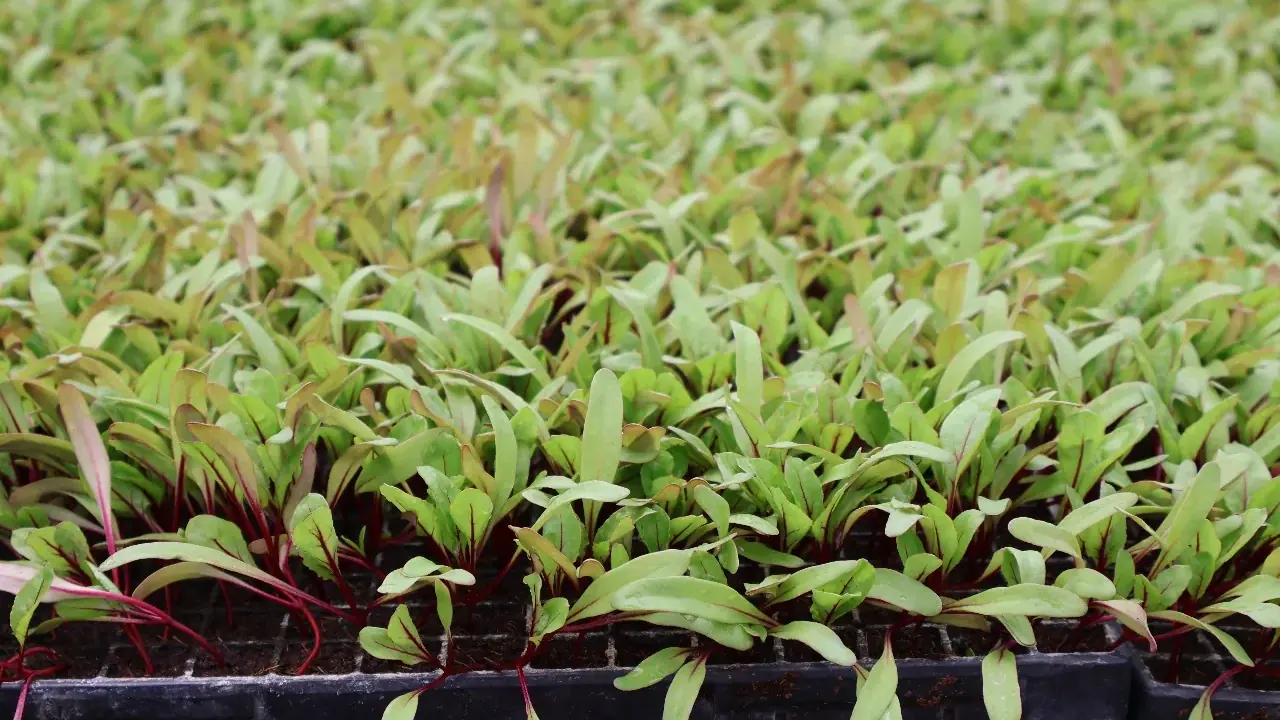 Vegetable seedlings