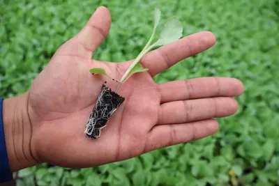 A young plant lifted from its plug tray